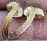 Psilocybe muliercula image