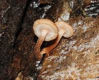 Armillaria puiggarii image