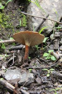 Lentinus velutinus image