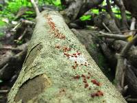 Nectria cinnabarina image