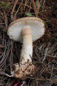 Amanita fallax image