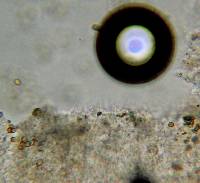 Psilocybe caerulescens image