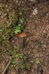 Psilocybe muliercula image