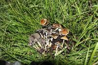 Psilocybe cubensis image