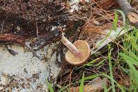 Gymnopilus subpurpuratus image