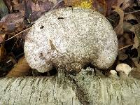 Piptoporus betulinus image