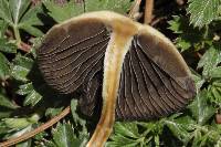 Psilocybe aztecorum image