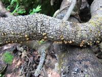 Schizophyllum umbrinum image