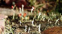 Cladonia cristatella image