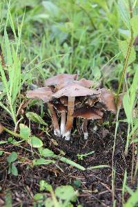 Psilocybe caerulescens image