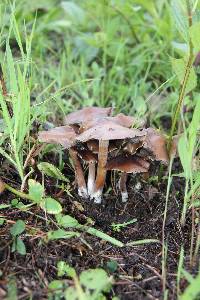 Psilocybe caerulescens image