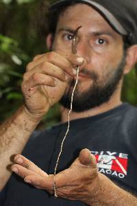 Psilocybe neoxalapensis image