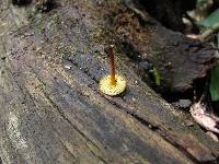 Xeromphalina tenuipes image