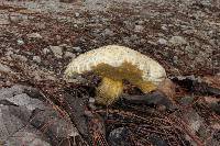 Boletus coniferarum image