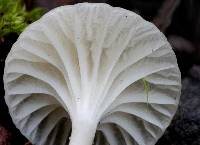 Hygrocybe borealis image