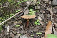 Lentinus velutinus image