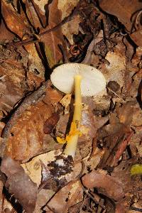 Amanita flavoconia image