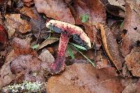 Boletus dupainii image