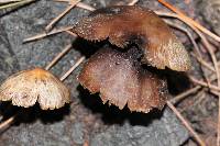 Psilocybe muliercula image