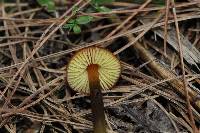 Hygrocybe singeri image