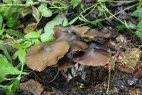 Psilocybe caerulescens image