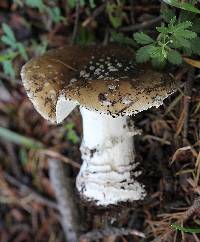 Amanita pantherina image