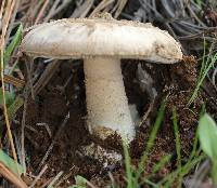 Amanita fallax image