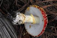 Amanita muscaria subsp. flavivolvata image