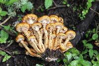 Pholiota squarrosa image