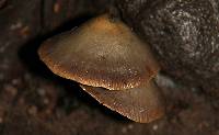 Psilocybe zapotecorum image