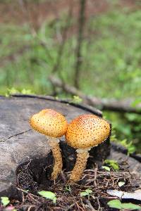 Pholiota squarrosa image