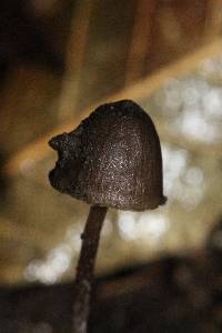 Psilocybe neoxalapensis image