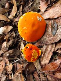 Amanita flavoconia image