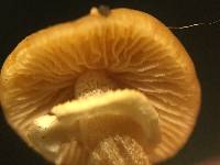 Conocybe rugosa image