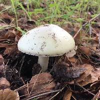 Amanita phalloides image