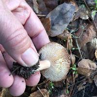 Lactarius xanthogalactus image