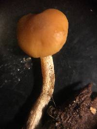 Conocybe rugosa image