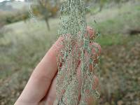 Ramalina menziesii image