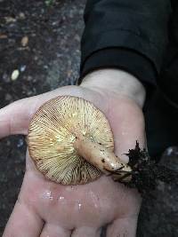 Lactarius xanthogalactus image