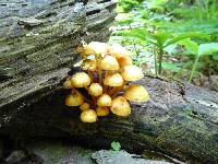 Mycena leaiana image