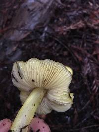 Hygrocybe chlorophana image