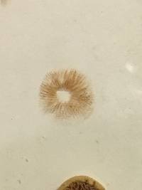 Conocybe rugosa image