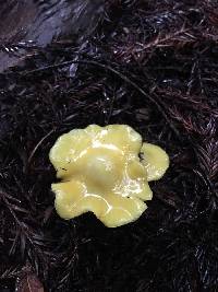 Hygrocybe chlorophana image