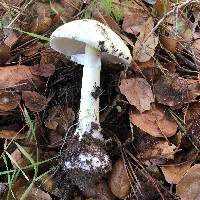 Amanita phalloides image