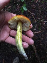 Hygrocybe singeri image