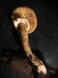 Conocybe rugosa image