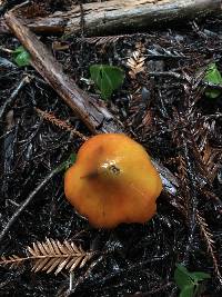 Hygrocybe singeri image