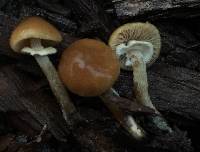 Conocybe rugosa image