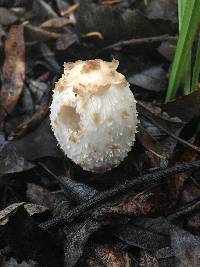 Coprinus comatus image