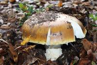 Amanita calyptroderma image